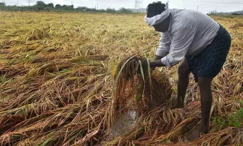 AP News:  అన్నదాతల పాలిట శాపంగా మారిన  వైసీపీ పాలన AP News:  అన్నదాతల పాలిట శాపంగా మారిన  వైసీపీ పాలన