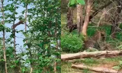 VIral Video : కోతిని వేటాడిన చిరుతపులి.. వీడియో వైరల్