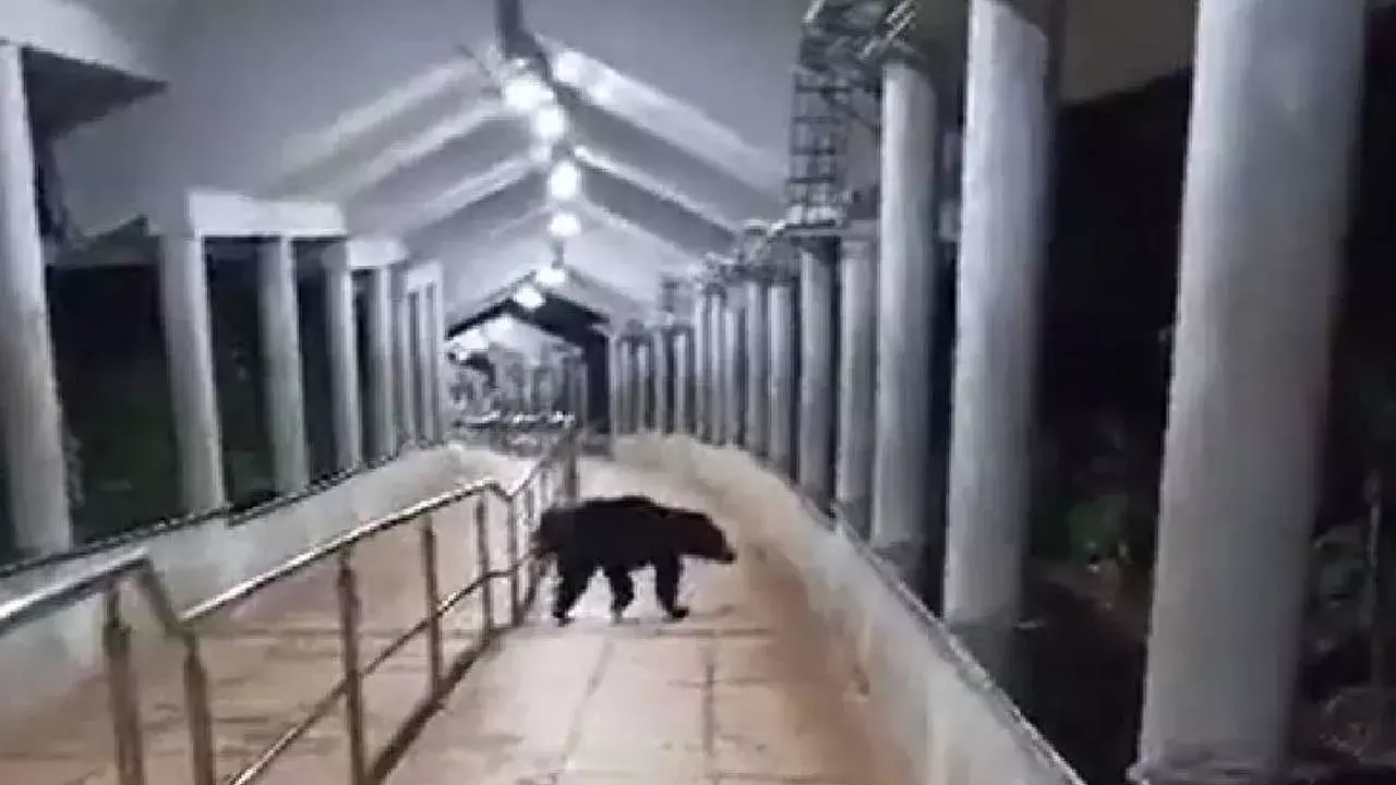 Big Alert : అలిపిరి అలర్ట్.. మెట్లదారిలో ఎలుగుబంటి