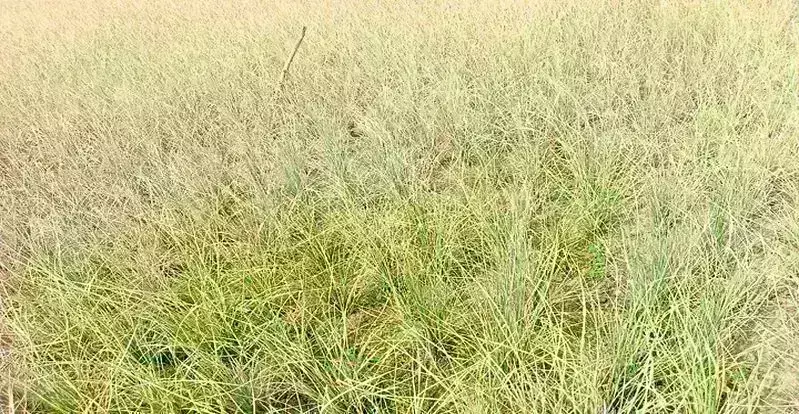 Kakinada News : వాడిపోతున్న వరి పైరు Kakinada News : వాడిపోతున్న వరి పైరు