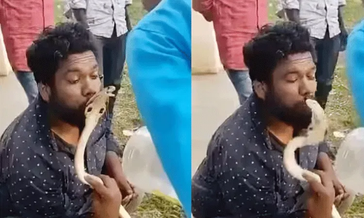 పాముతో పరాచకాలు.. ముద్దుపెట్టుకున్న వ్యక్తిని కాటువేసి.. పాముతో పరాచకాలు.. ముద్దుపెట్టుకున్న వ్యక్తిని కాటువేసి..