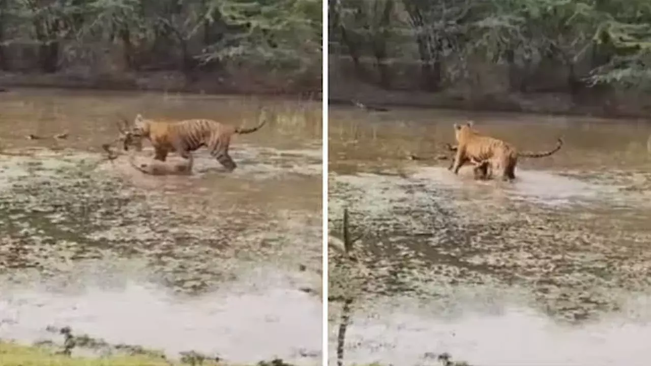 Tiger : అరుదైన దృశ్యం.. కెమెరాకు చిక్కిన పులి వేట Tiger : అరుదైన దృశ్యం.. కెమెరాకు చిక్కిన పులి వేట