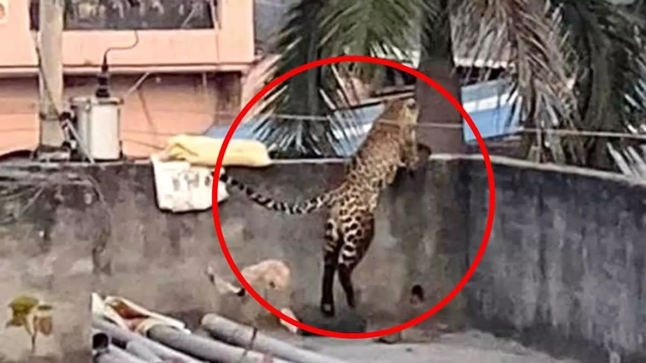 Leopard : ఢిల్లీలో నివాసితులపై చిరుతపులి దాడి Leopard : ఢిల్లీలో నివాసితులపై చిరుతపులి దాడి