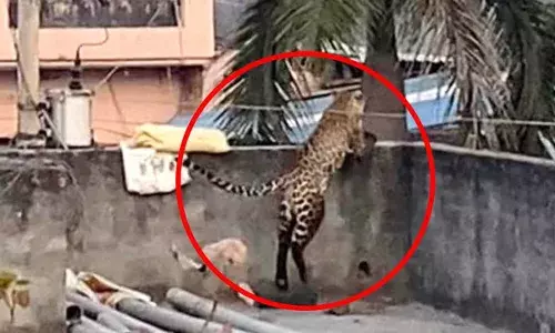 Leopard : ఢిల్లీలో నివాసితులపై చిరుతపులి దాడి Leopard : ఢిల్లీలో నివాసితులపై చిరుతపులి దాడి