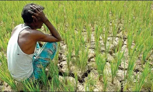 Eluru : కాలువల్లో నీరున్నా....చేలకు చేరదు Eluru : కాలువల్లో నీరున్నా....చేలకు చేరదు