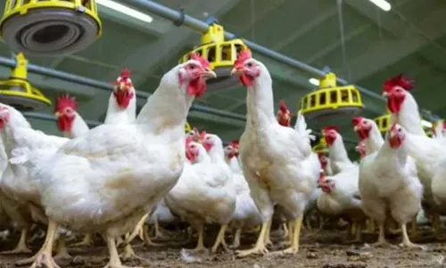 Chicken Prices : బాబోయ్..  మళ్లీ పెరిగిన చికెన్ ధరలు.. ఇప్పుడెంతో తెలుసా ? Chicken Prices : బాబోయ్..  మళ్లీ పెరిగిన చికెన్ ధరలు.. ఇప్పుడెంతో తెలుసా ?