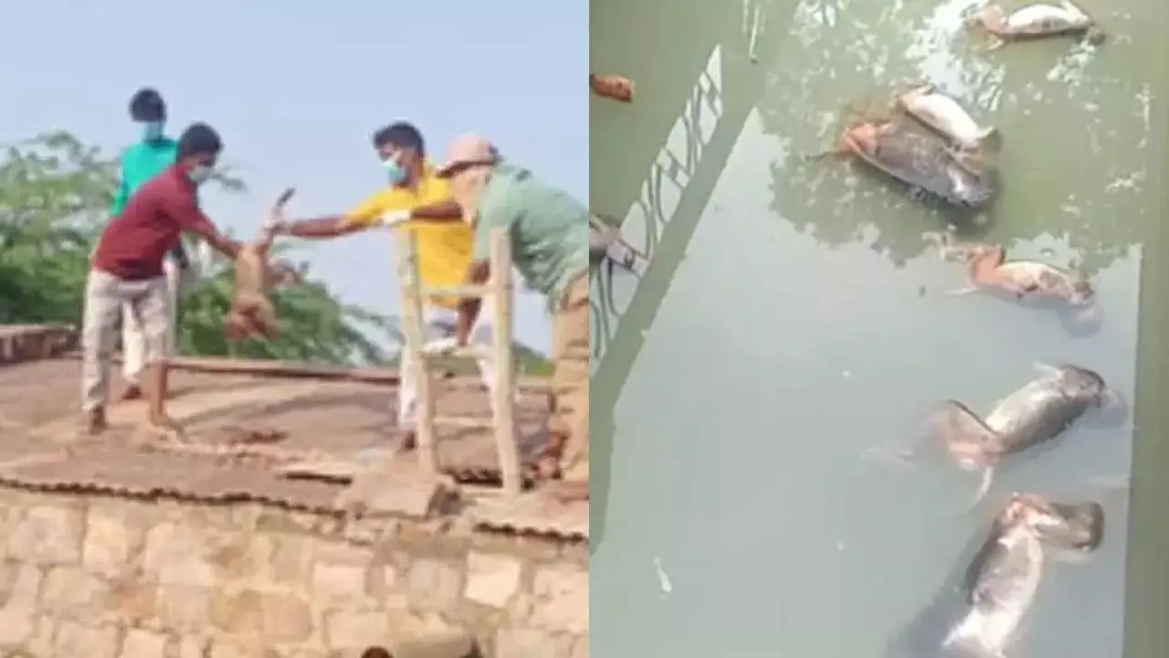 Tragedy : వాటర్ ట్యాంకులో 30 కోతులు మృతి.. అదే నీరు తాగిన జనం Tragedy : వాటర్ ట్యాంకులో 30 కోతులు మృతి.. అదే నీరు తాగిన జనం