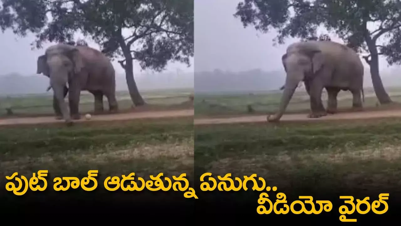 Elephant : పుట్ బాల్ ఆడుతున్న ఏనుగు.. వీడియో వైరల్