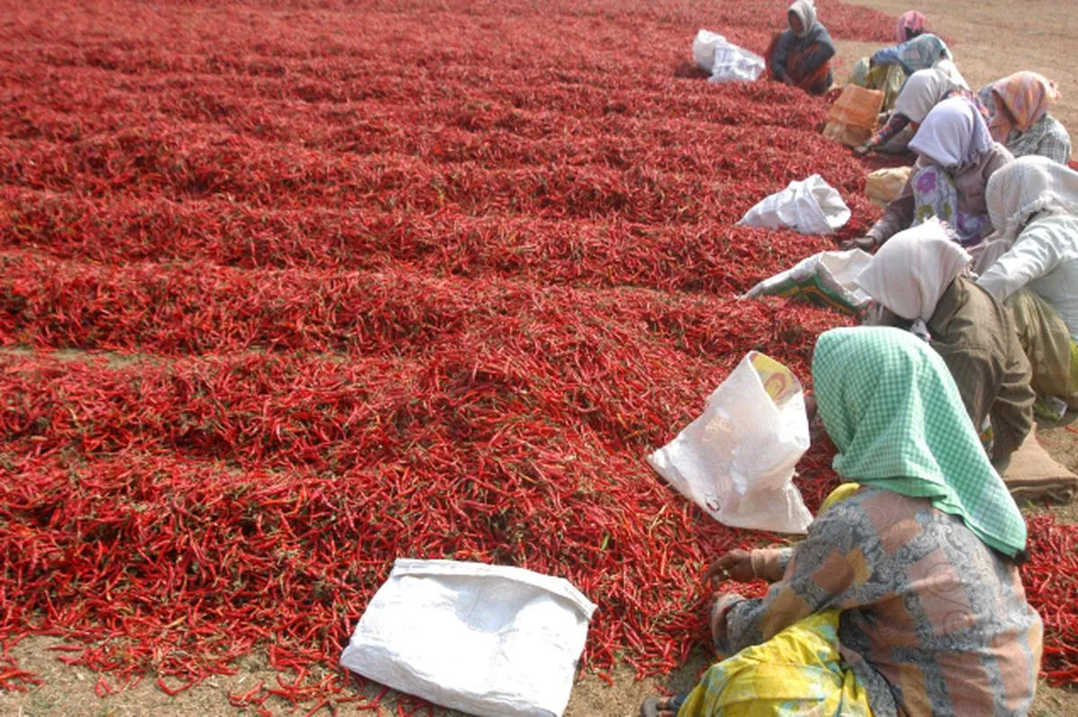 Merchi formers: మిరప నిల్వకు ఎంత కష్టం Merchi formers: మిరప నిల్వకు ఎంత కష్టం