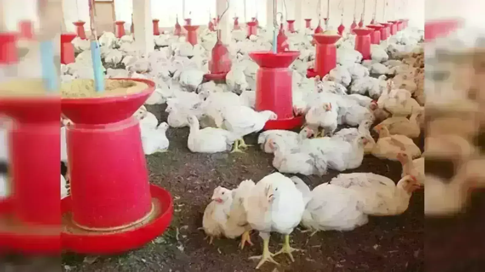 H5N1 Bird Flu: ముంచుకొస్తున్న బర్డ్ఫ్లూ H5N1 Bird Flu: ముంచుకొస్తున్న బర్డ్ఫ్లూ