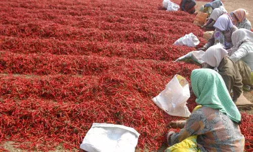 Merchi formers:  మిరప నిల్వకు ఎంత కష్టం Merchi formers:  మిరప నిల్వకు ఎంత కష్టం