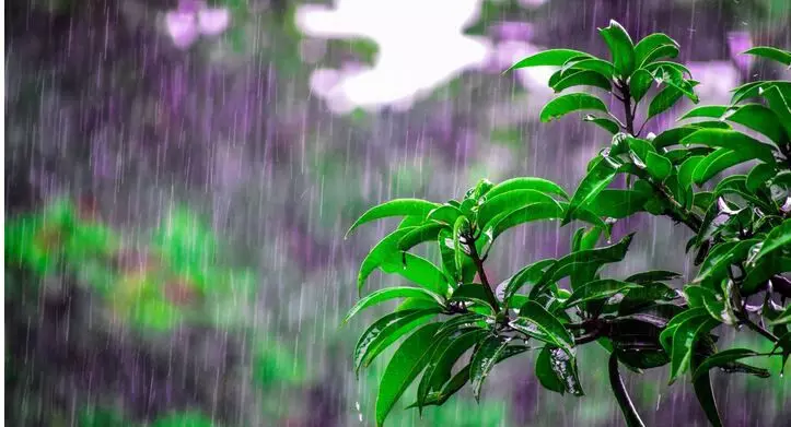 Weather Update: తెలంగాణలో రాగల రెండు రోజుల్లో వర్షాలు Weather Update: తెలంగాణలో రాగల రెండు రోజుల్లో వర్షాలు