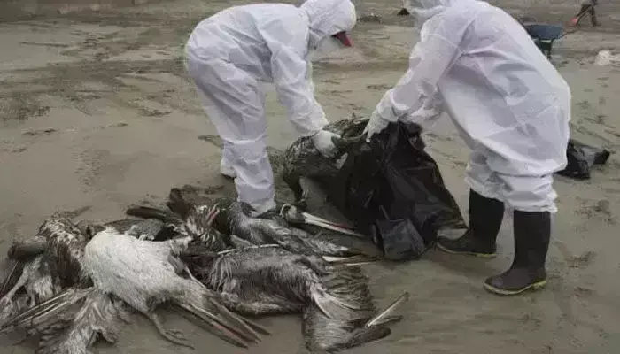 Bird Flu: విజృంభిస్తున్న బర్డ్ ఫ్లూ Bird Flu: విజృంభిస్తున్న బర్డ్ ఫ్లూ