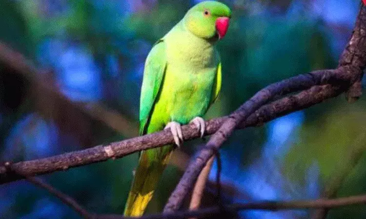 చిలక చెప్పిన జోస్యం.. ఎన్నికల్లో ఎవరు గెలుస్తారంటే.. చిలక చెప్పిన జోస్యం.. ఎన్నికల్లో ఎవరు గెలుస్తారంటే..