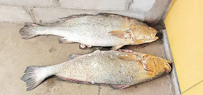 Kachidi Fish: 2 చేపలు రూ.4లక్షలు Kachidi Fish: 2 చేపలు రూ.4లక్షలు