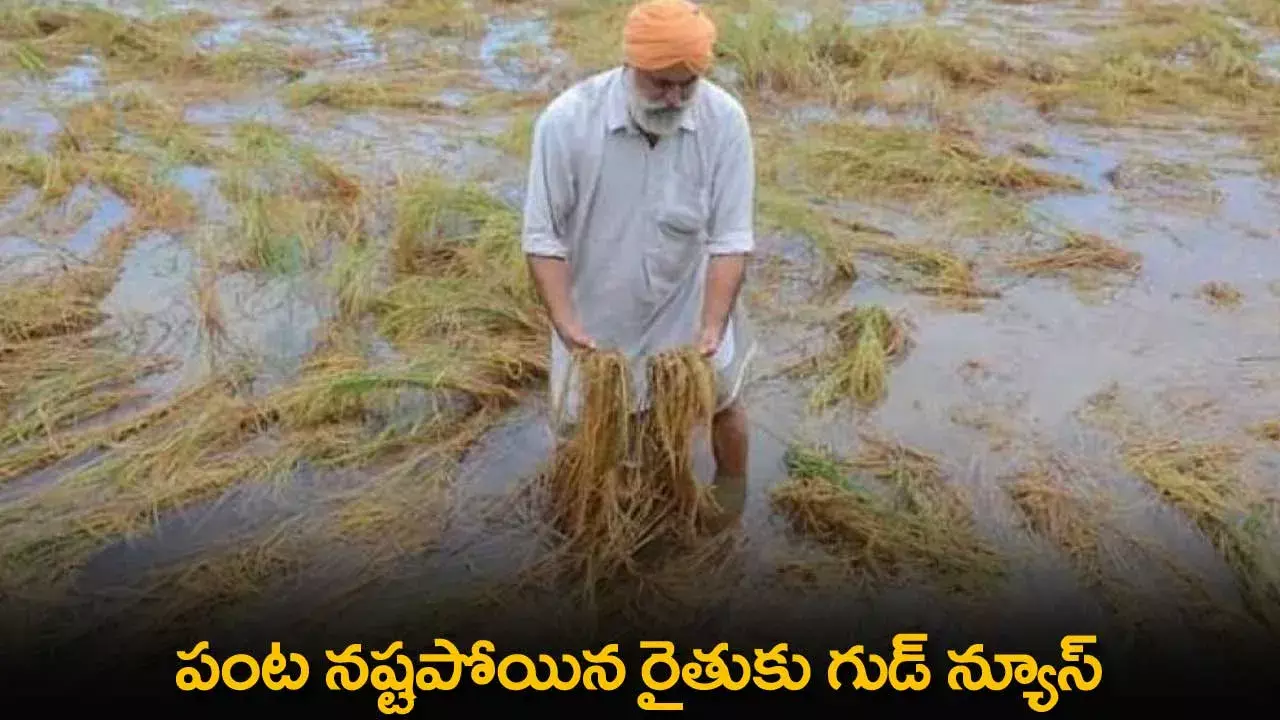 Good News for Farmers : పంట నష్టపోయిన రైతుకు గుడ్ న్యూస్ Good News for Farmers : పంట నష్టపోయిన రైతుకు గుడ్ న్యూస్