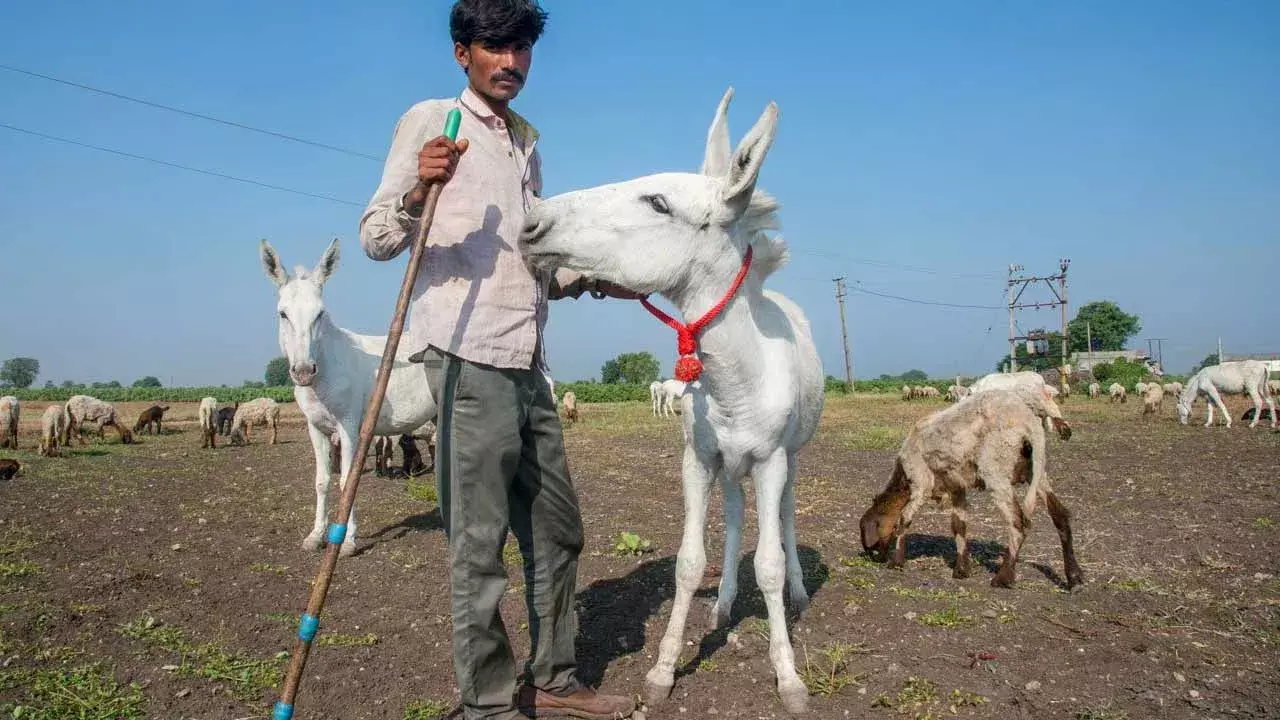 Donkey Milk : లీటర్ గాడిద పాల ధర రూ.7 వేలు Donkey Milk : లీటర్ గాడిద పాల ధర రూ.7 వేలు