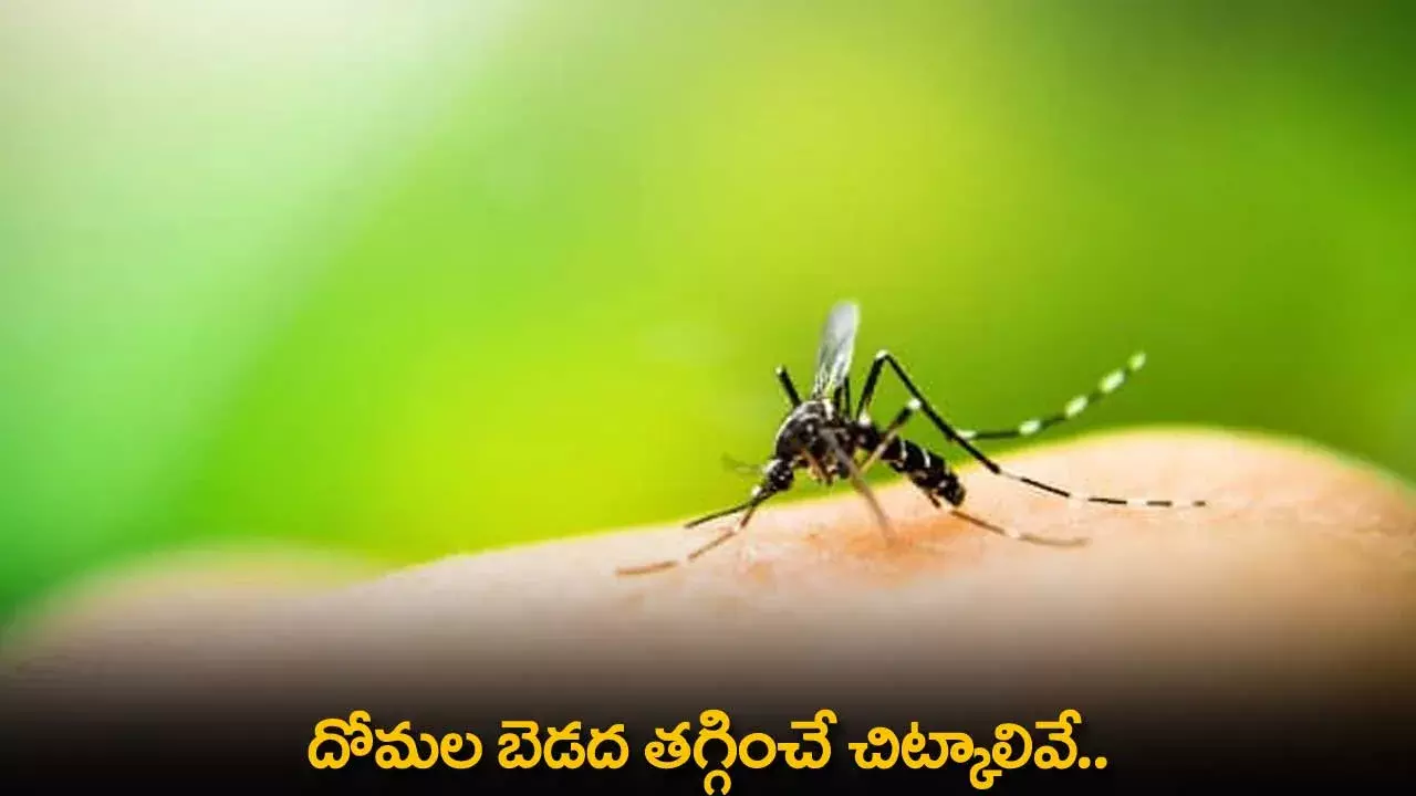 Mosquito : దోమల బెడద తగ్గించే చిట్కాలివే.. Mosquito : దోమల బెడద తగ్గించే చిట్కాలివే..