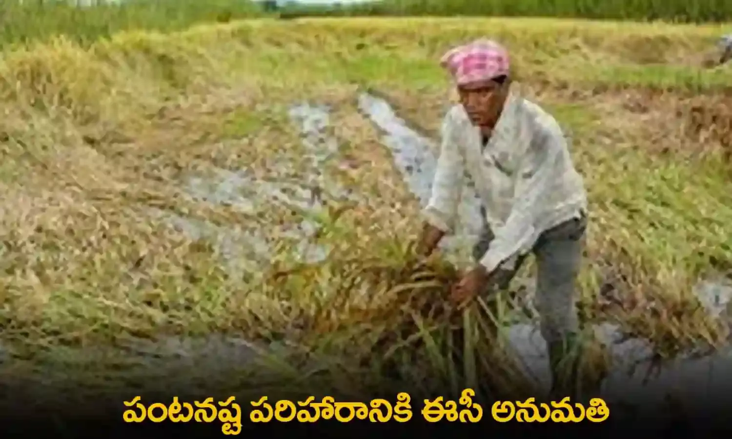 EC : పంటనష్ట పరిహారానికి ఈసీ అనుమతి EC : పంటనష్ట పరిహారానికి ఈసీ అనుమతి