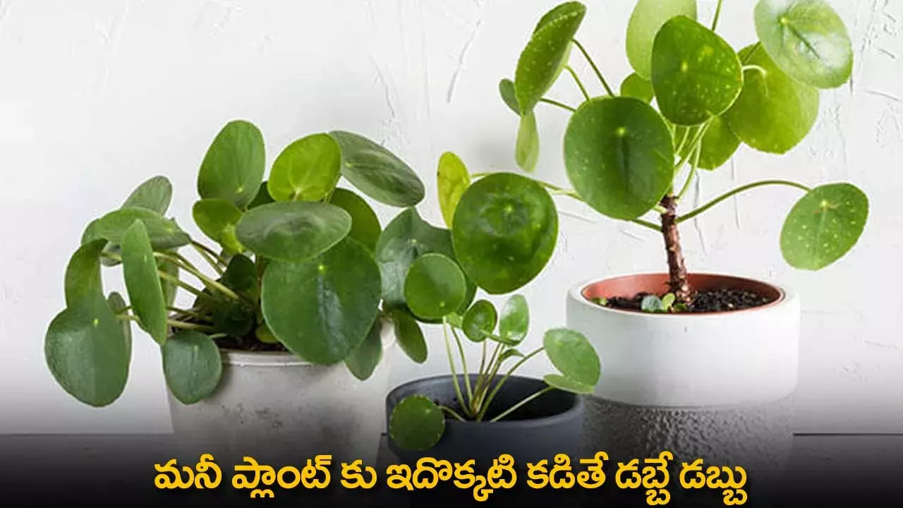 Money Plant : మనీ ప్లాంట్ కు ఇదొక్కటి కడితే డబ్బే డబ్బు