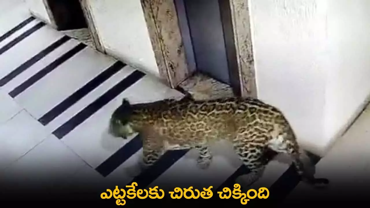 Breaking : ఎట్టకేలకు చిరుత చిక్కింది. Breaking : ఎట్టకేలకు చిరుత చిక్కింది.