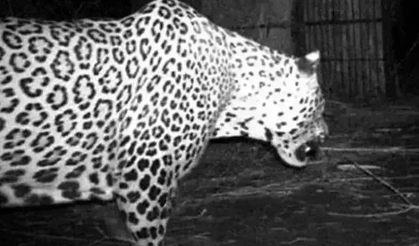 Operation Chirutha : శంషాబాద్ విమానాశ్రయం వద్ద బోనులో చిక్కిన చిరుత