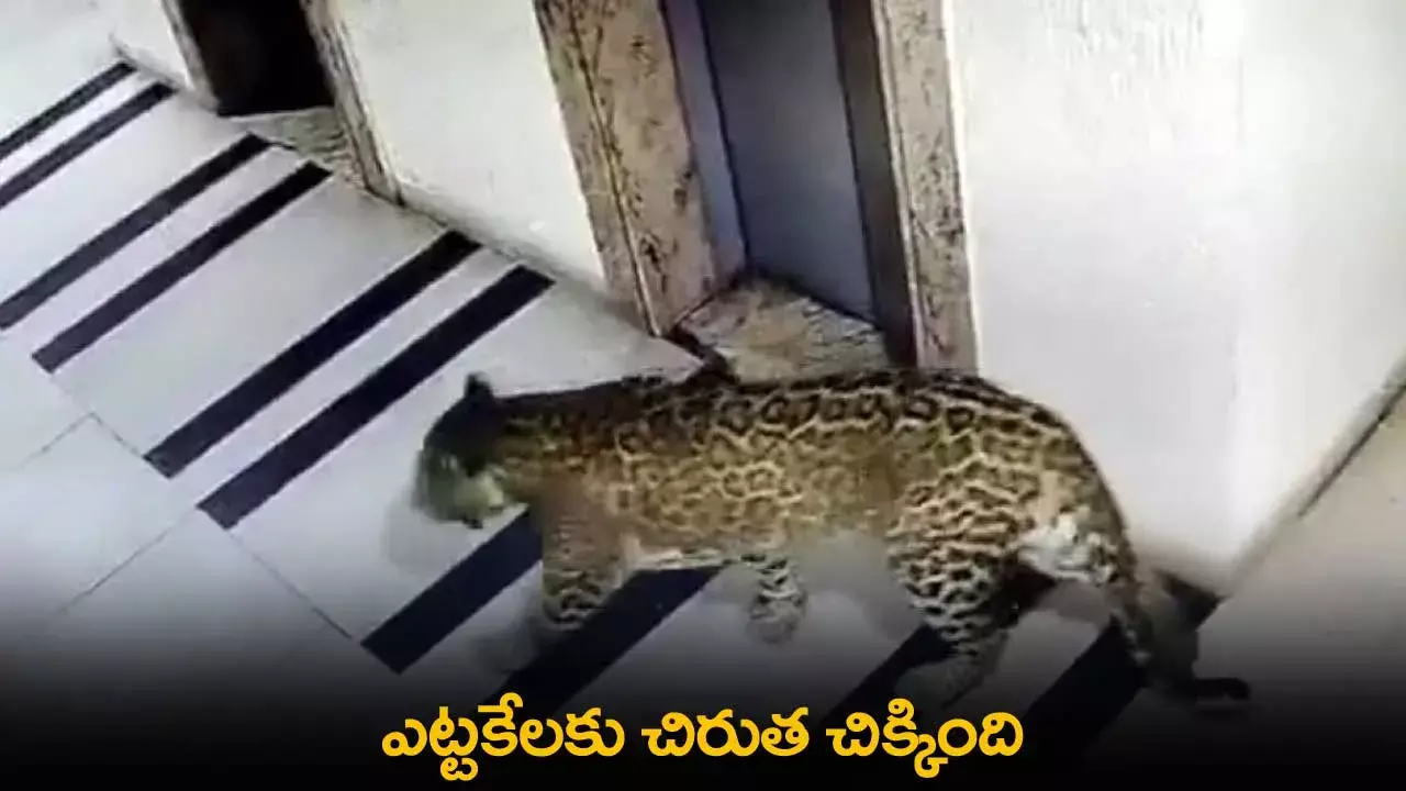 Breaking : ఎట్టకేలకు చిరుత చిక్కింది.