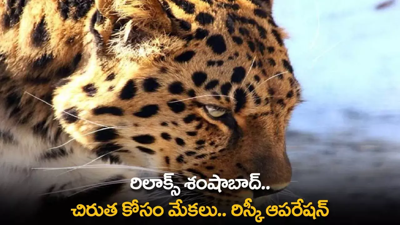 Leopard : రిలాక్స్ శంషాబాద్.. చిరుత కోసం మేకలు.. రిస్కీ ఆపరేషన్ Leopard : రిలాక్స్ శంషాబాద్.. చిరుత కోసం మేకలు.. రిస్కీ ఆపరేషన్