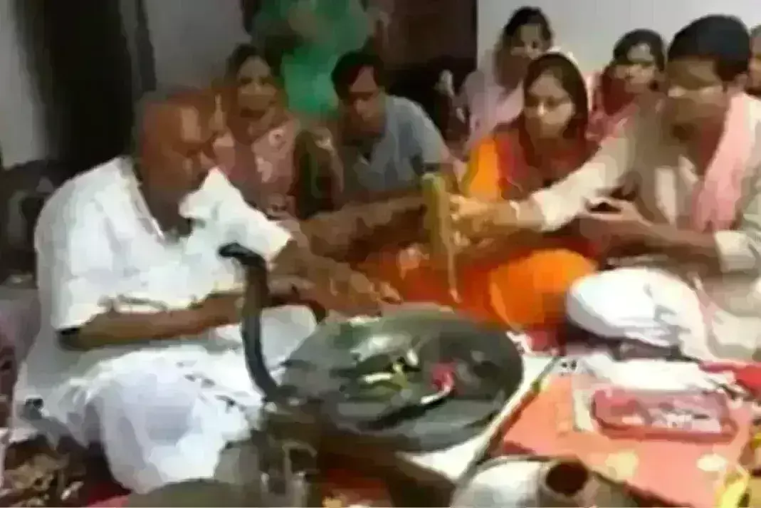 Black Cobra:  బతికున్న నల్లత్రాచుకు పూజలు, వీడియో వైరల్