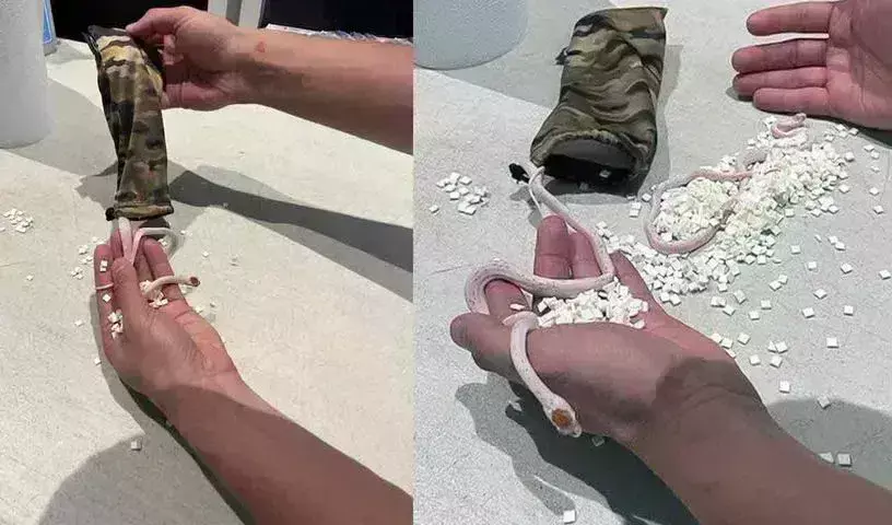 Snakes: ప్యాంటులో పాములు.. Snakes: ప్యాంటులో పాములు..