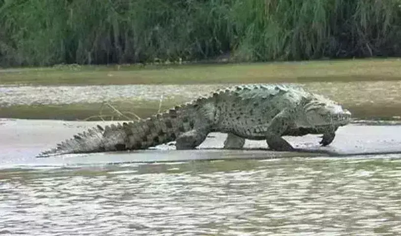 Karnataka:  భర్త తిట్టాడని మూగ కుమారుడిని.. ముసళ్ల కాలువలో విసిరేసిన తల్లి