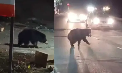 Srisailam : శ్రీశైలంలో గుడ్డెలుగు.. భయాందోళనలో భక్తులు Srisailam : శ్రీశైలంలో గుడ్డెలుగు.. భయాందోళనలో భక్తులు