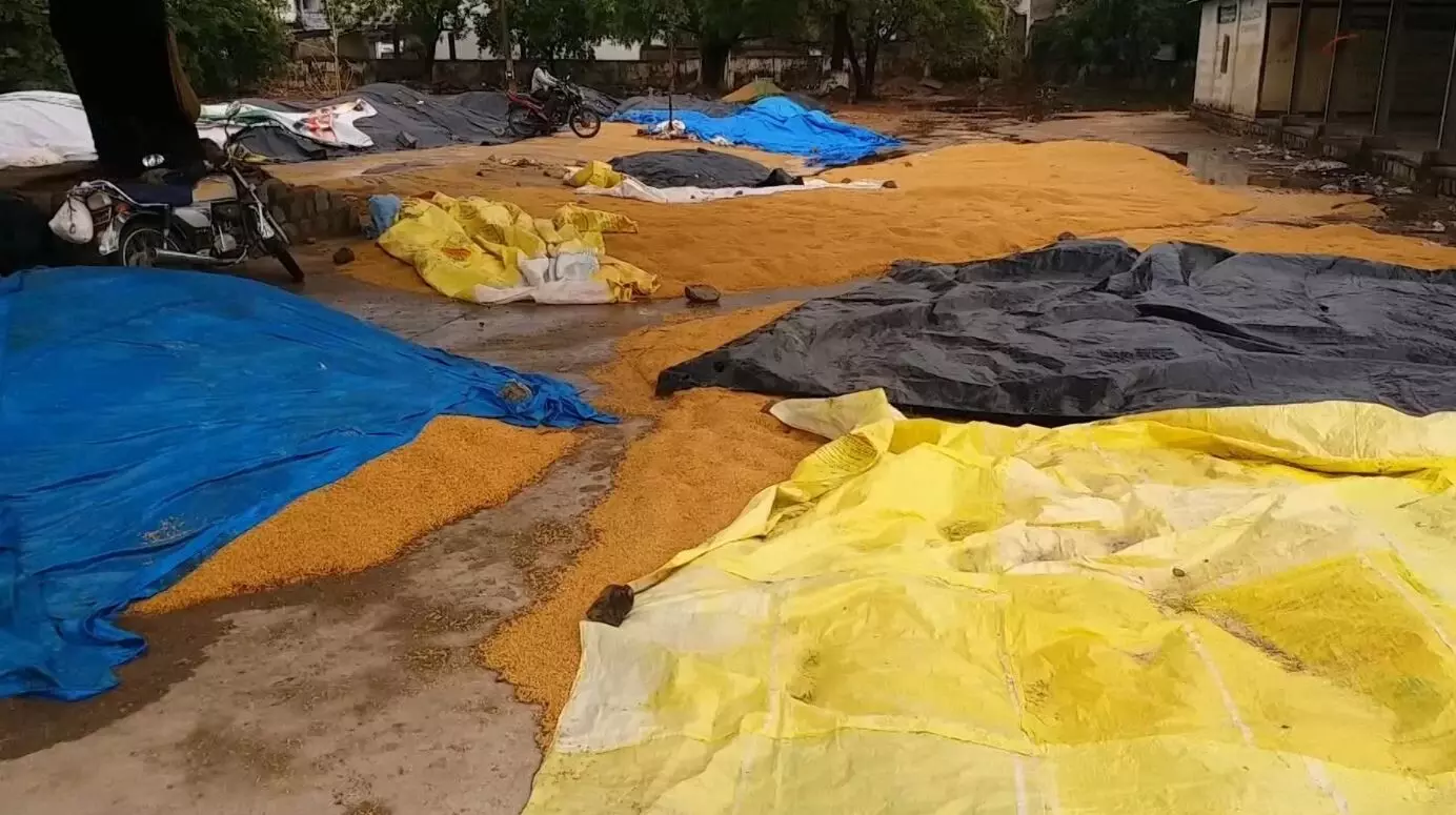CROP LOSS: అకాల వర్షం-అపార నష్టం CROP LOSS: అకాల వర్షం-అపార నష్టం
