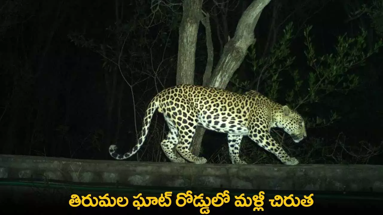 TTD : తిరుమల ఘాట్ రోడ్డులో మళ్లీ చిరుత TTD : తిరుమల ఘాట్ రోడ్డులో మళ్లీ చిరుత