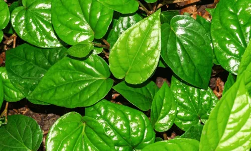 మధుమేహాన్ని నియంత్రించే తమలపాకులు.. మరిన్ని ఆరోగ్య ప్రయోజనాలు