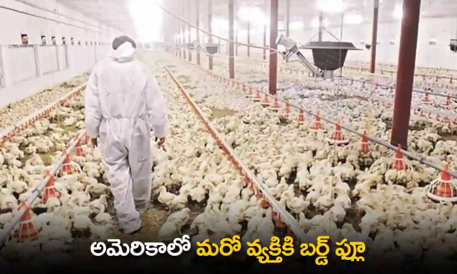 Bird Flu : అమెరికాలో మరో వ్యక్తికి బర్డ్ ఫ్లూ Bird Flu : అమెరికాలో మరో వ్యక్తికి బర్డ్ ఫ్లూ
