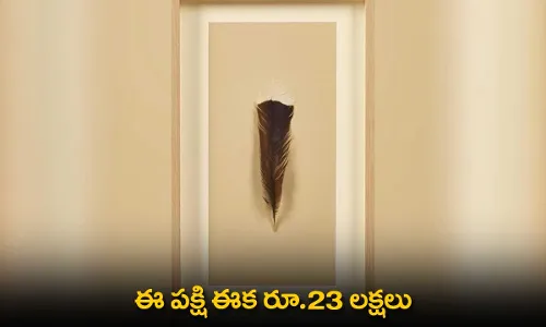 HUIA Bird : ఈ పక్షి ఈక రూ.23 లక్షలు HUIA Bird : ఈ పక్షి ఈక రూ.23 లక్షలు