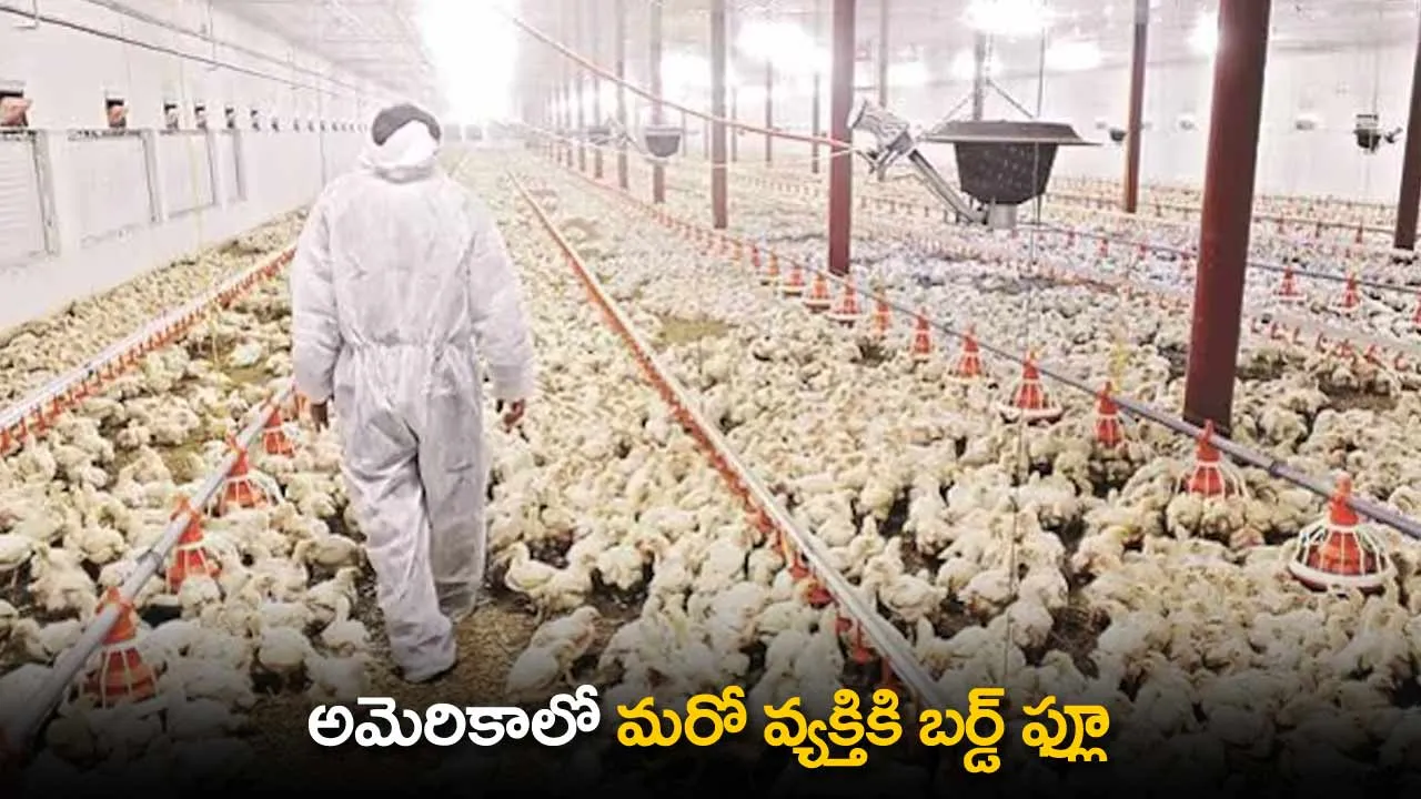 Bird Flu : అమెరికాలో మరో వ్యక్తికి బర్డ్ ఫ్లూ Bird Flu : అమెరికాలో మరో వ్యక్తికి బర్డ్ ఫ్లూ
