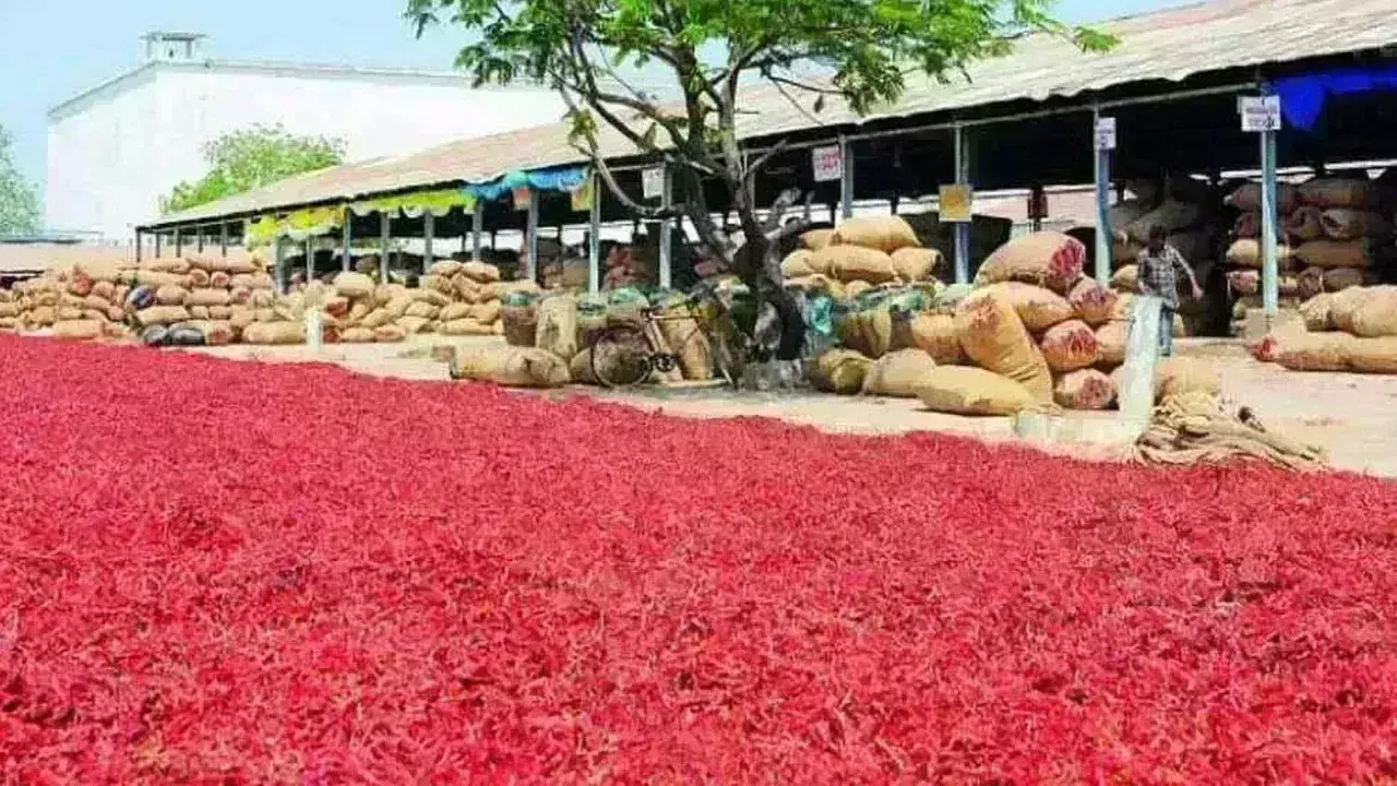 GUNTUR: గుంటూరు మిర్చి యార్డు మరో రికార్డు
