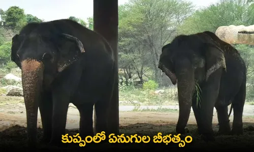 Elephants : కుప్పంలో ఏనుగుల బీభత్సం Elephants : కుప్పంలో ఏనుగుల బీభత్సం