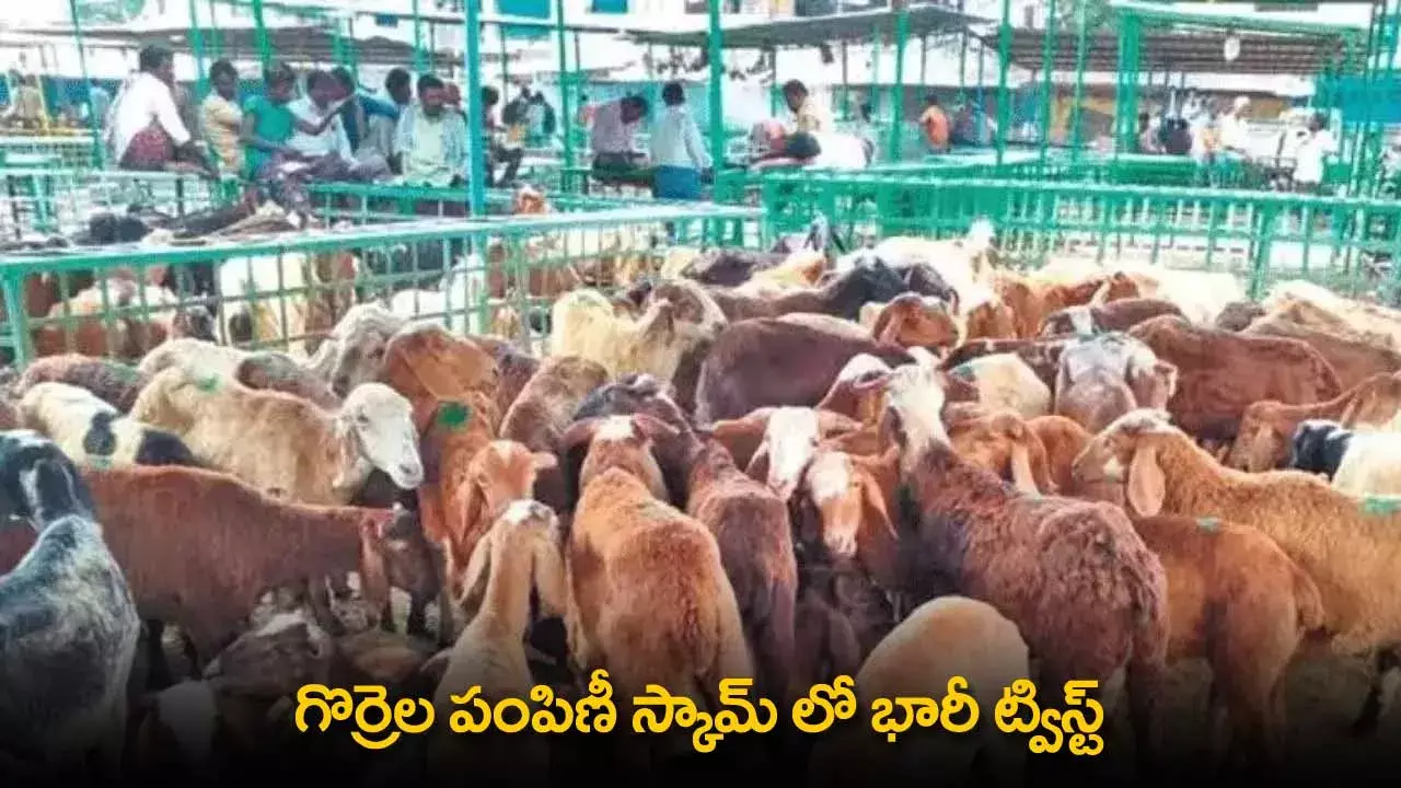Sheep Distribution Scam : గొర్రెల పంపిణీ స్కామ్ లో భారీ ట్విస్ట్ Sheep Distribution Scam : గొర్రెల పంపిణీ స్కామ్ లో భారీ ట్విస్ట్