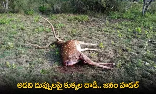 AP : అడవి దుప్పులపై కుక్కల దాడి.. జనం హడల్ AP : అడవి దుప్పులపై కుక్కల దాడి.. జనం హడల్