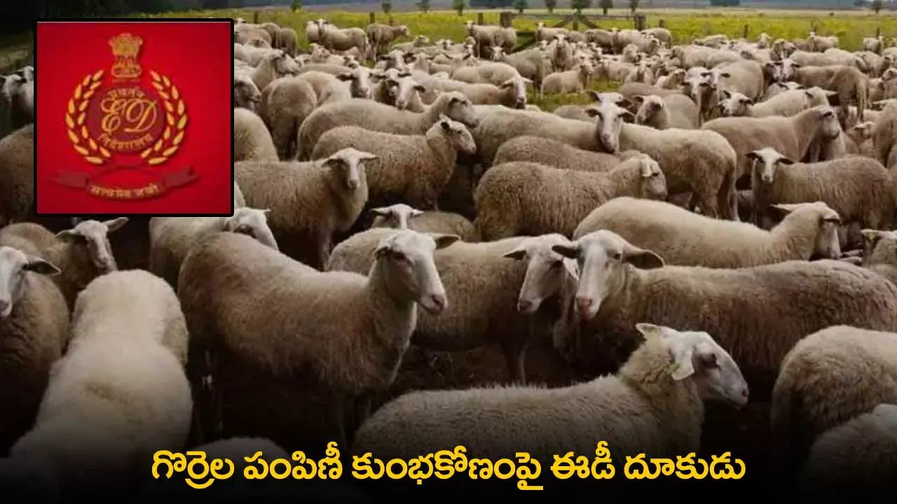 ED : గొర్రెల పంపిణీ కుంభకోణంపై ఈడీ దూకుడు