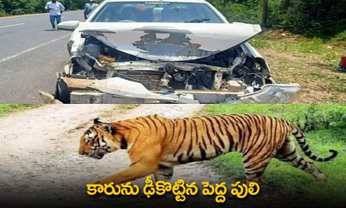 Tiger : కారును ఢీకొట్టిన పెద్ద పులి Tiger : కారును ఢీకొట్టిన పెద్ద పులి