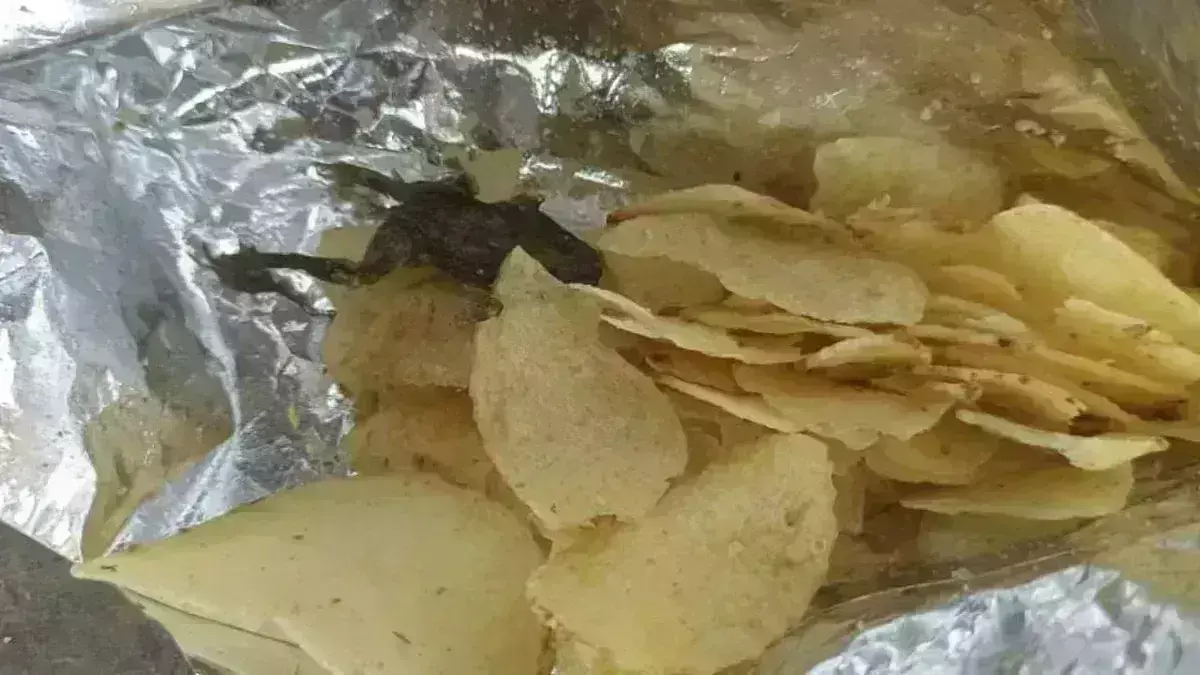 Dead animals in packaged food : చిప్స్ ప్యాకెట్‌లో ‘చచ్చిన కప్ప’.. సిరప్ బాటిల్‌లో ‘చచ్చిన ఎలుక’.