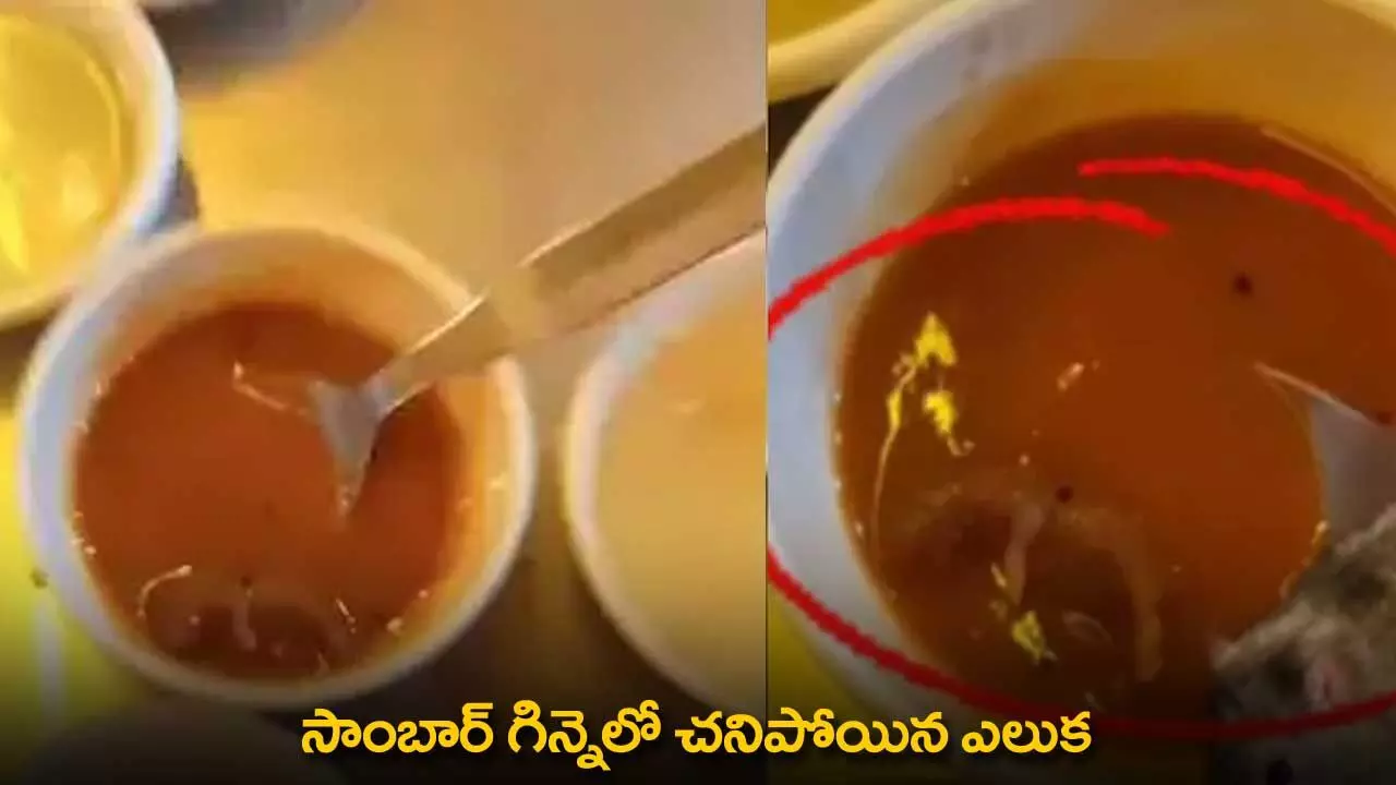Rat Found Dead in Sambar : సాంబార్ గిన్నెలో చనిపోయిన ఎలుక Rat Found Dead in Sambar : సాంబార్ గిన్నెలో చనిపోయిన ఎలుక
