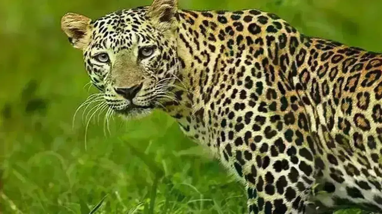 Leopard Attack: మాజీ సర్పంచ్ని చంపేసిన చిరుత Leopard Attack: మాజీ సర్పంచ్ని చంపేసిన చిరుత