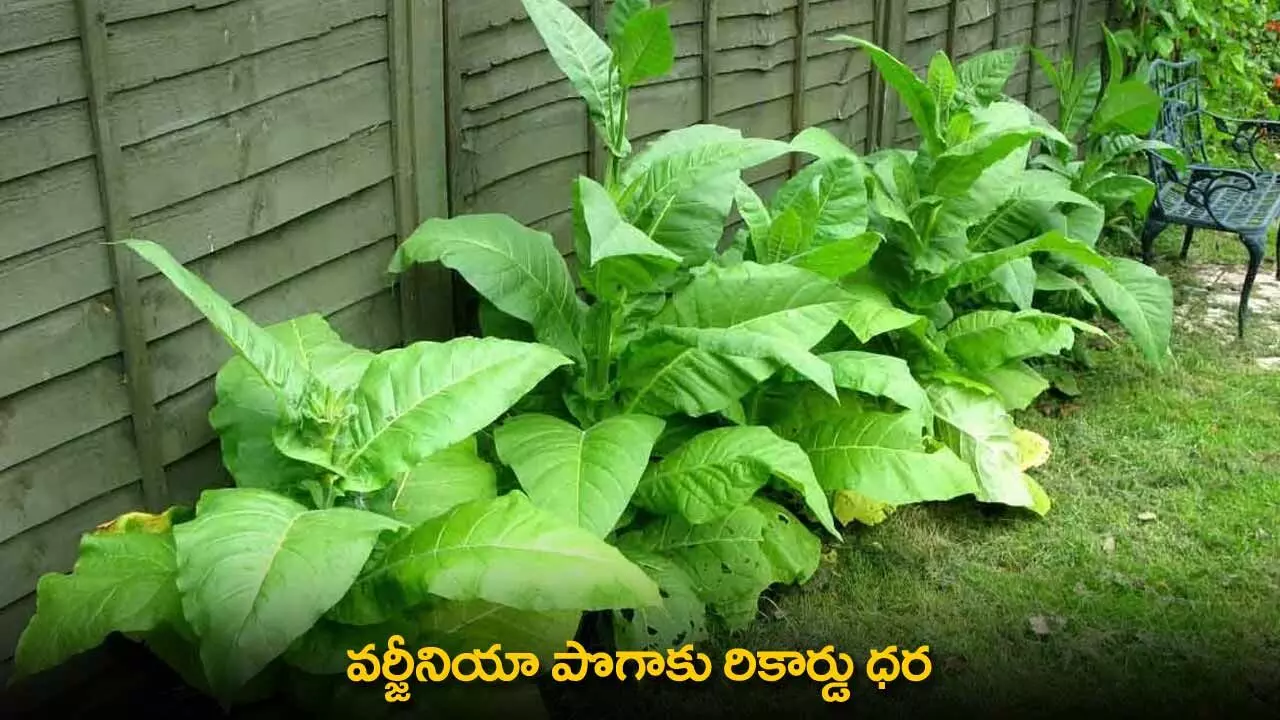 Virginia Tobacco Price : వర్జీనియా పొగాకు రికార్డు ధర Virginia Tobacco Price : వర్జీనియా పొగాకు రికార్డు ధర