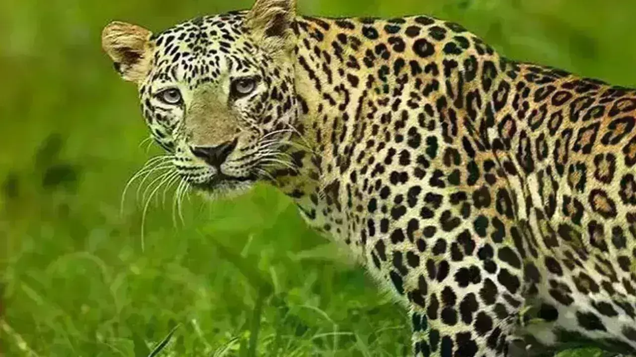 Leopard Attack: మాజీ సర్పంచ్ని చంపేసిన చిరుత Leopard Attack: మాజీ సర్పంచ్ని చంపేసిన చిరుత
