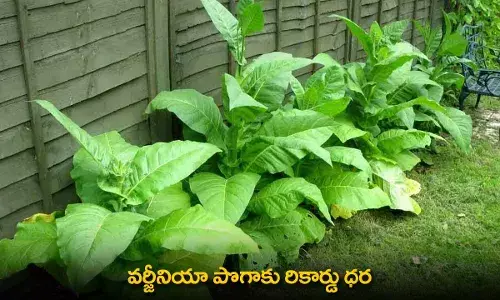 Virginia Tobacco Price : వర్జీనియా పొగాకు రికార్డు ధర Virginia Tobacco Price : వర్జీనియా పొగాకు రికార్డు ధర